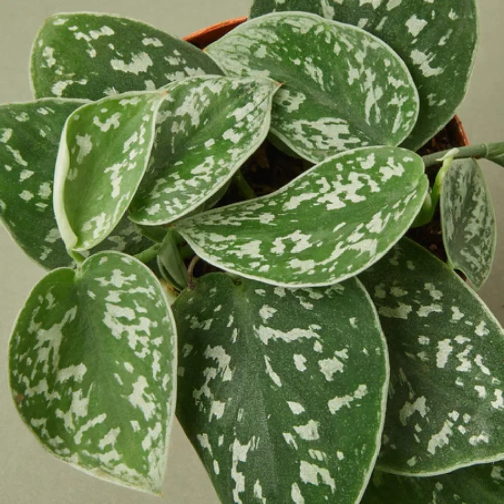 Easy Ways to Keep Your Indoor Plants Hydrated