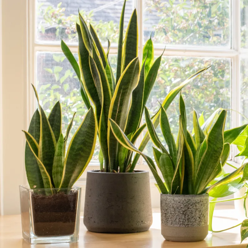 Easy Ways to Keep Your Indoor Plants Hydrated