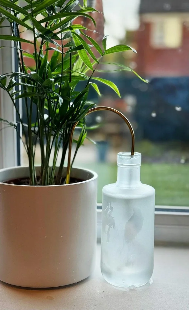 Easy Ways to Keep Your Indoor Plants Hydrated
