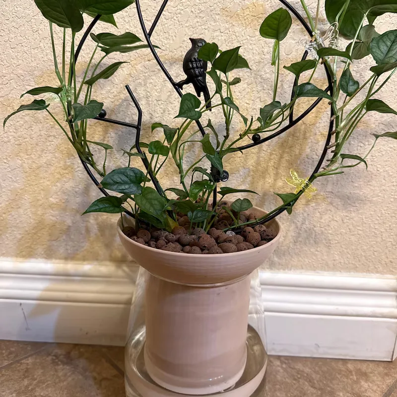 Easy Ways to Keep Your Indoor Plants Hydrated