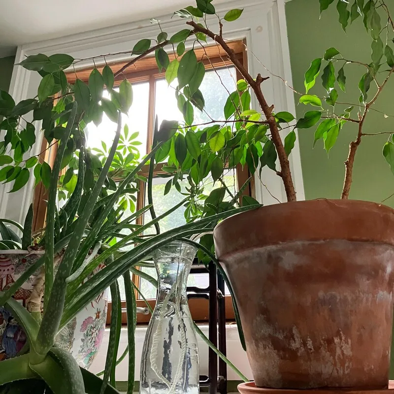 Easy Ways to Keep Your Indoor Plants Hydrated
