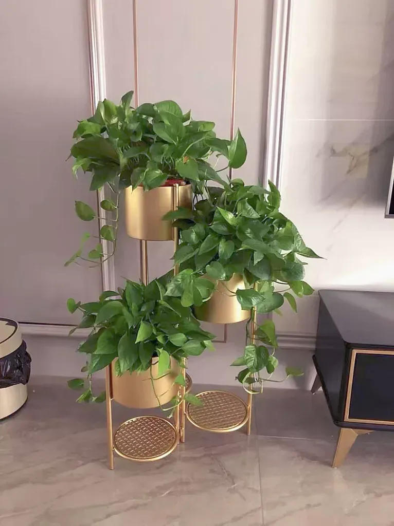 Easy Ways to Keep Your Indoor Plants Hydrated