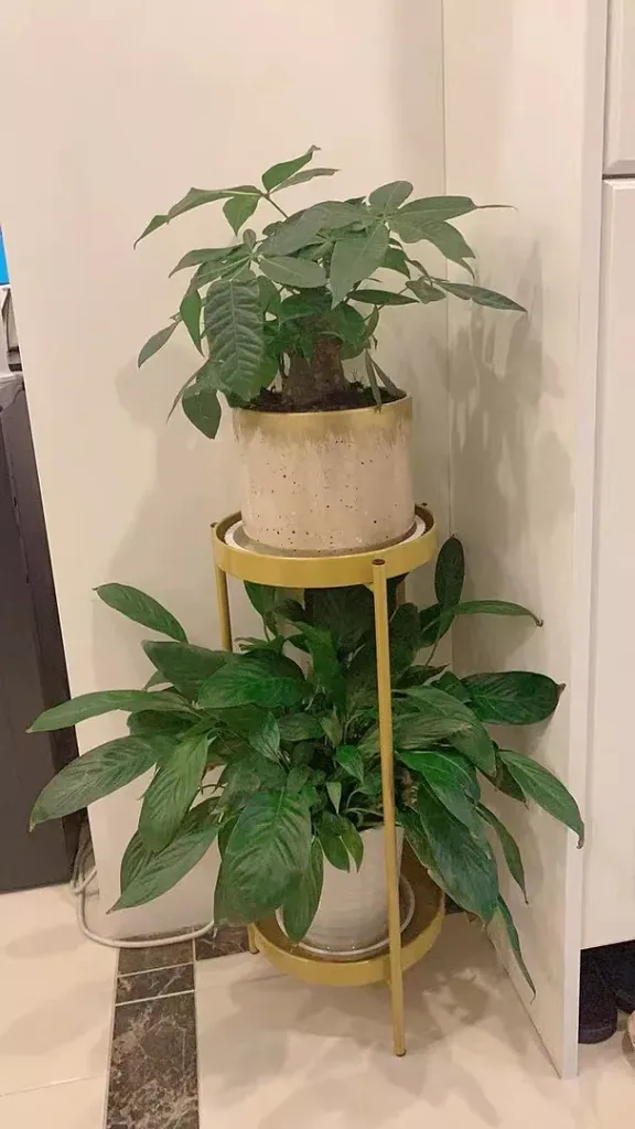 Easy Ways to Keep Your Indoor Plants Hydrated