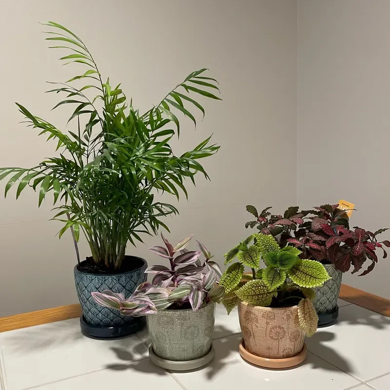 Easy Ways to Keep Your Indoor Plants Hydrated