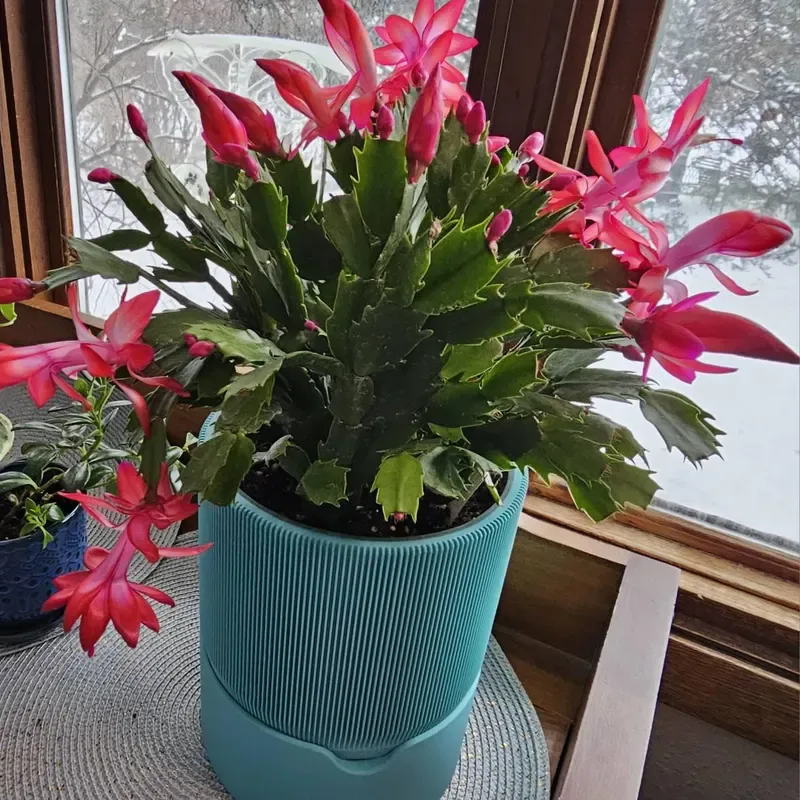 Easy Ways to Keep Your Indoor Plants Hydrated