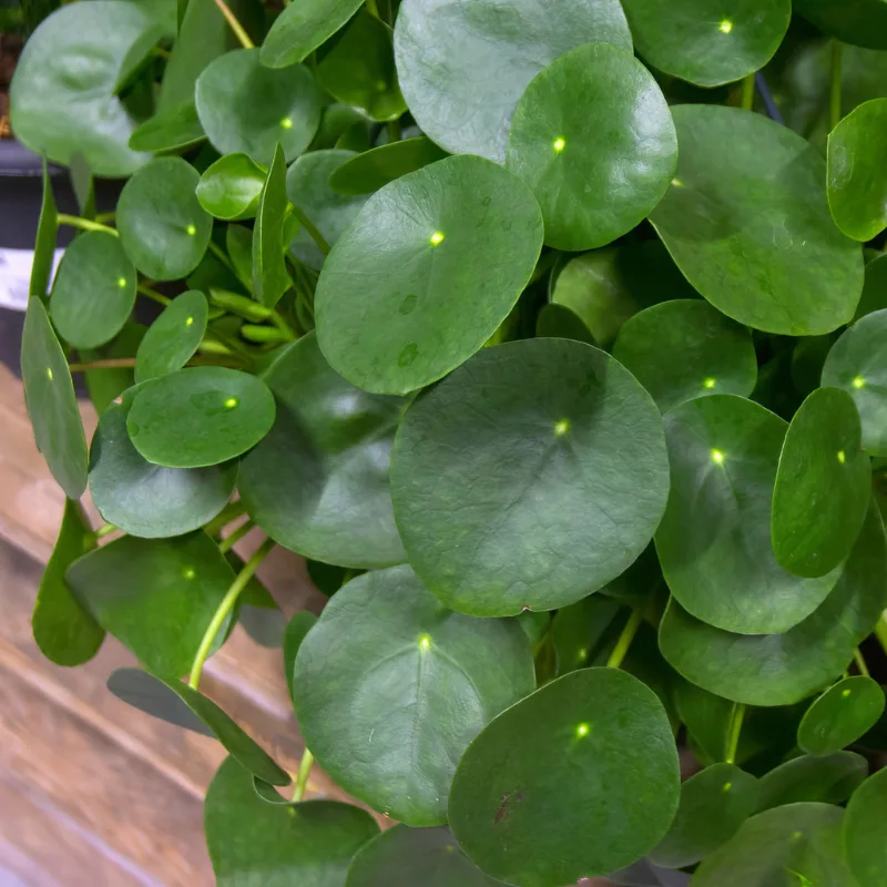 Easy Ways to Keep Your Indoor Plants Hydrated