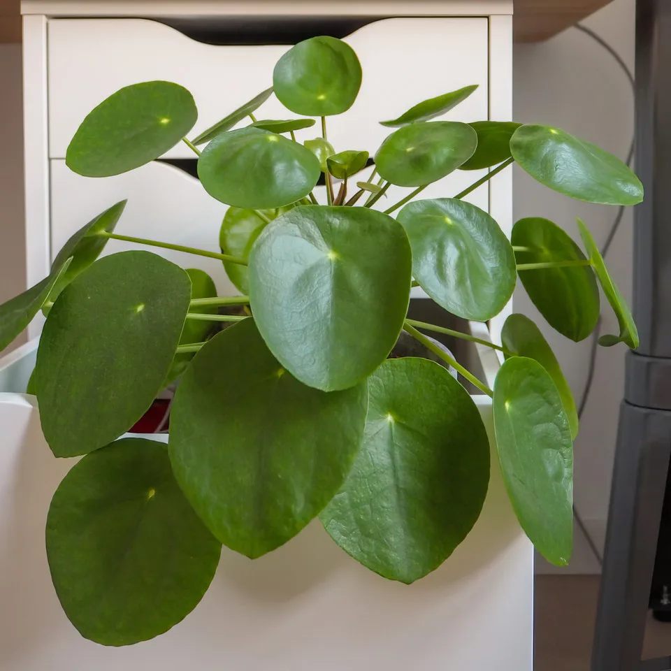 Easy Ways to Keep Your Indoor Plants Hydrated