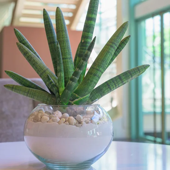 Easy Ways to Keep Your Indoor Plants Hydrated
