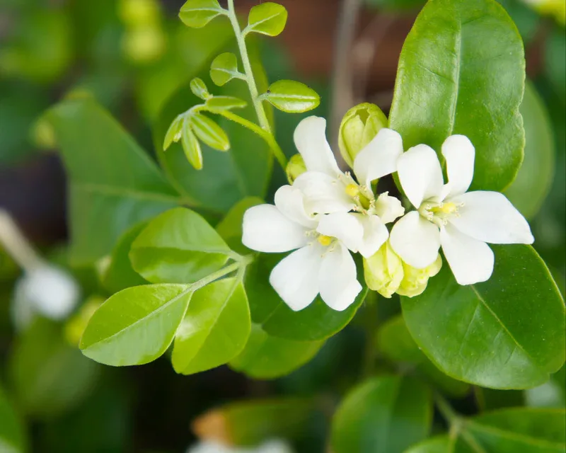 12 Beautiful Garden Trends 2026 You Need to Try