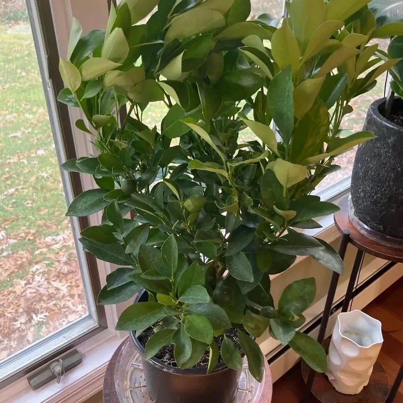 10 Easy Summer Window Updates For Your Home