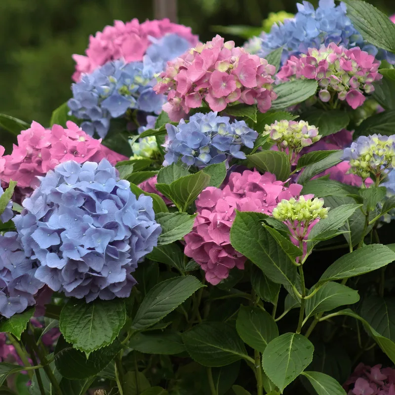 12 Beautiful Garden Trends 2026 You Need to Try