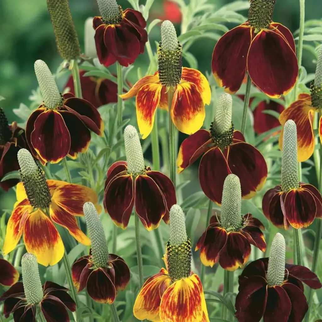 Mexican Hat Flower Drought Tolerant Perennial