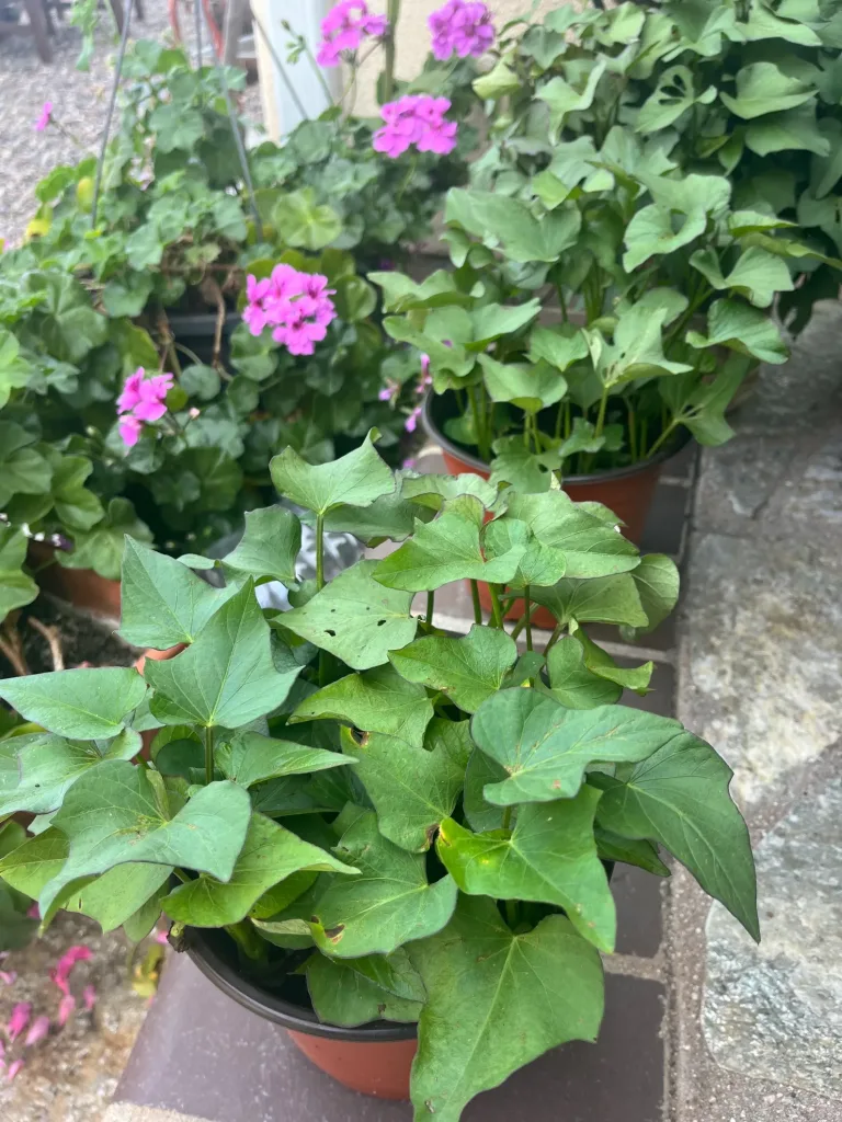 12 Beautiful Garden Trends 2026 You Need to Try