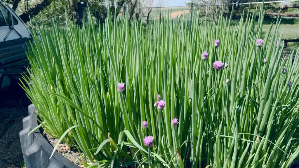 12 Beautiful Garden Trends 2026 You Need to Try