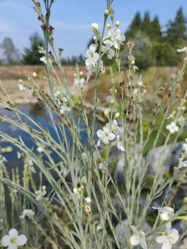 12 Beautiful Garden Trends 2026 You Need to Try