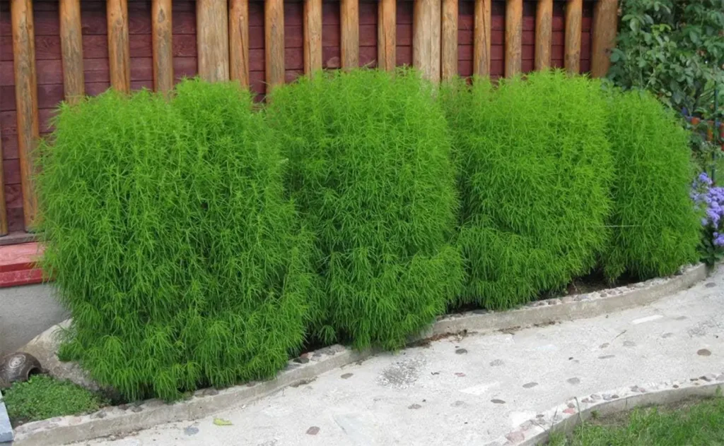 12 Beautiful Garden Trends 2026 You Need to Try