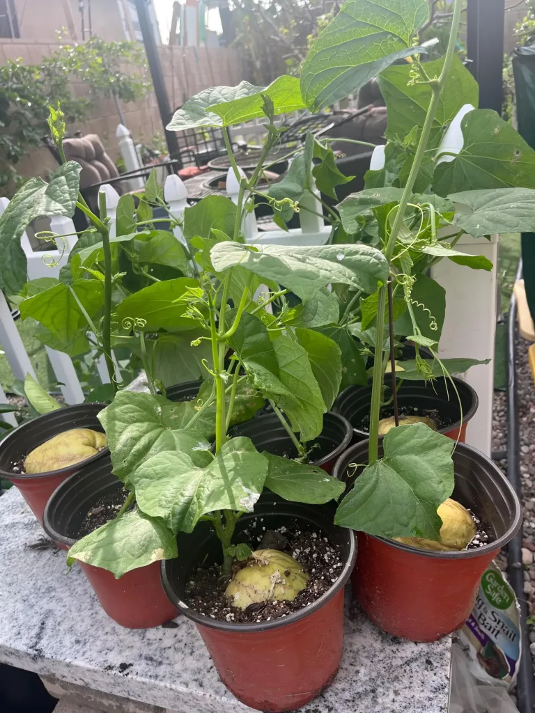 12 Beautiful Garden Trends 2026 You Need to Try