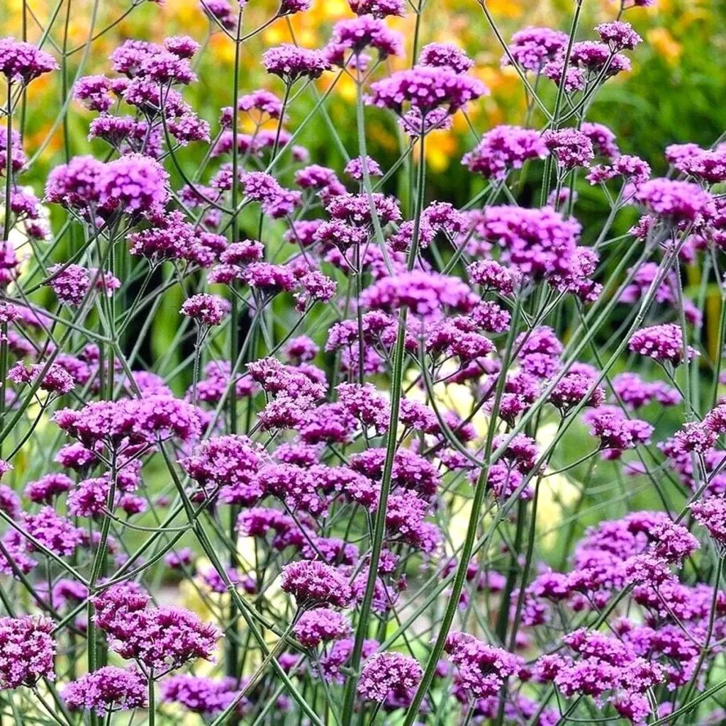 Purple wild flowers Verbena Bonariensis Perennial Garden 
