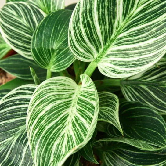 Easy Ways to Keep Your Indoor Plants Hydrated