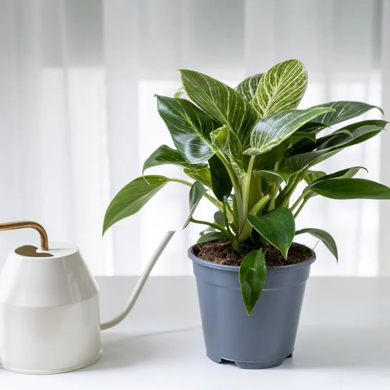 Easy Ways to Keep Your Indoor Plants Hydrated