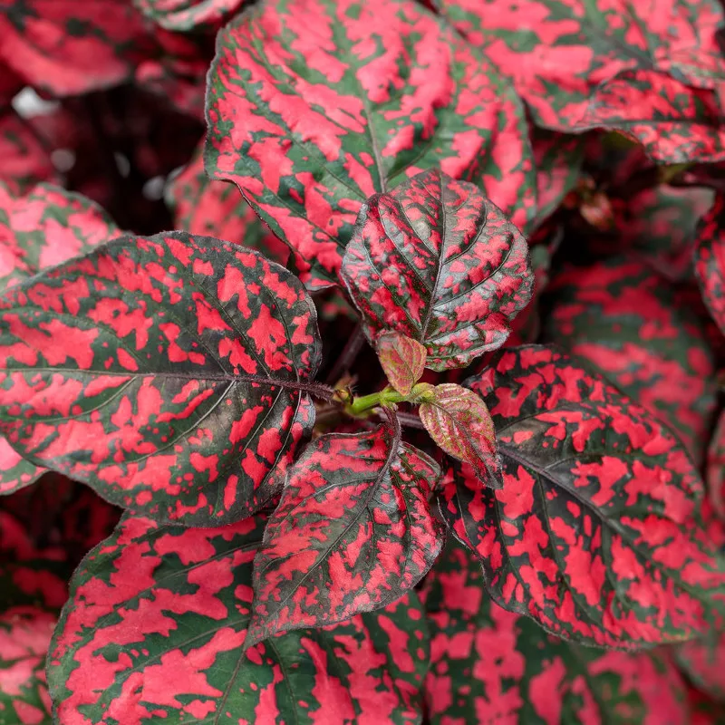 Easy Ways to Keep Your Indoor Plants Hydrated